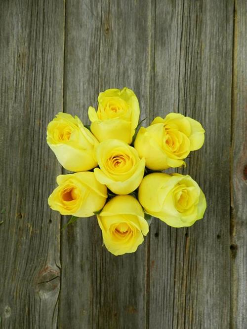 Wholesale Citran Yellow Roses Delivered Online FlowerFarm